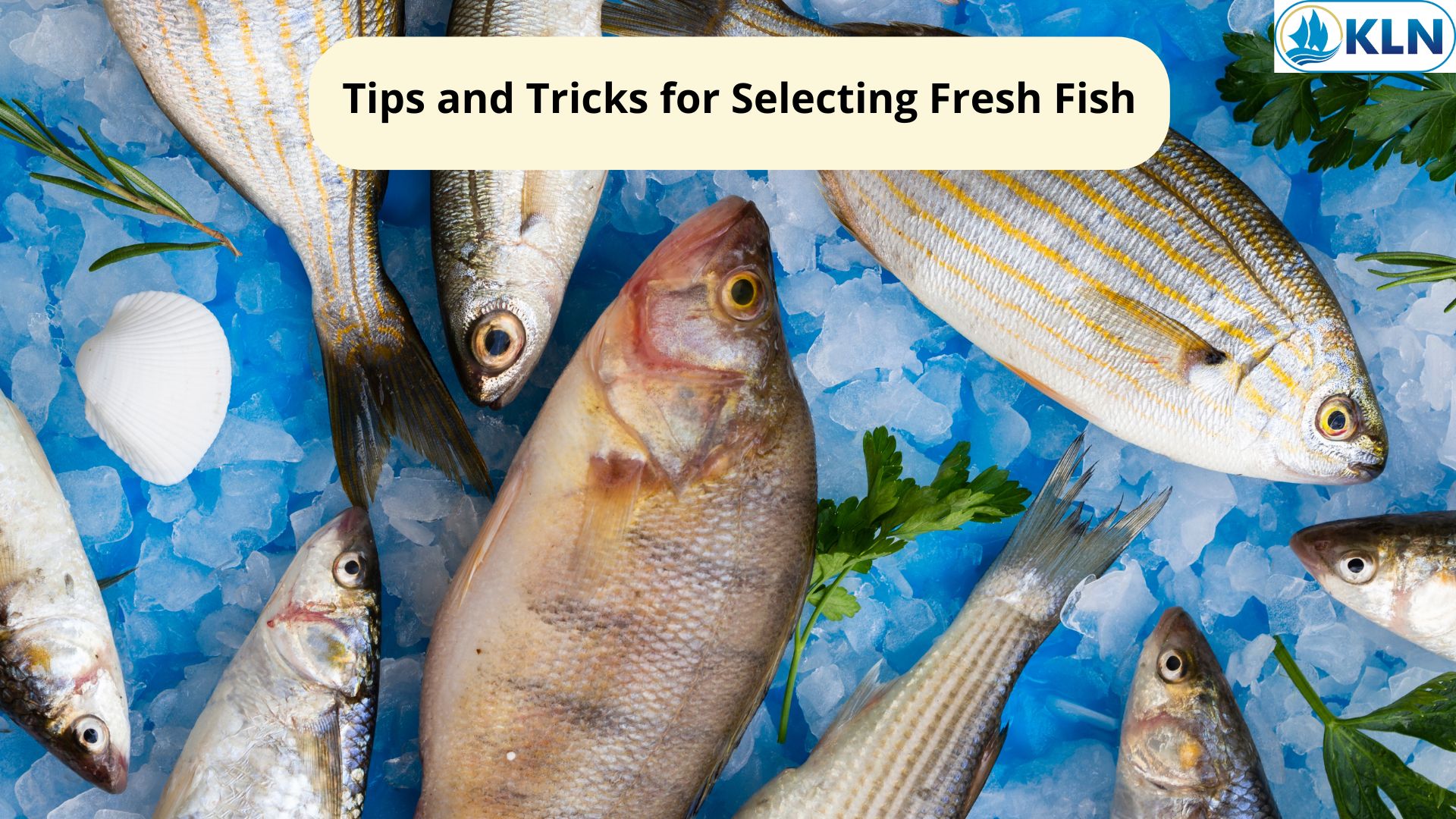 Tips and Tricks for Selecting Fresh Fish